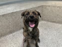 Shelter Stray Male Dog last seen , 3201 Lacy St, Los Angeles, CA 90031, USA