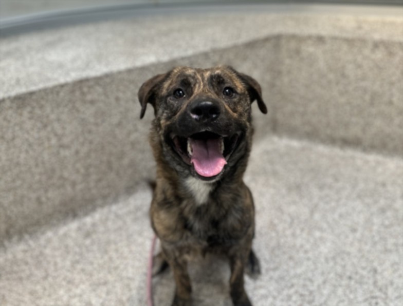 Shelter Stray Male Dog last seen , 3201 Lacy St, Los Angeles, CA 90031, USA