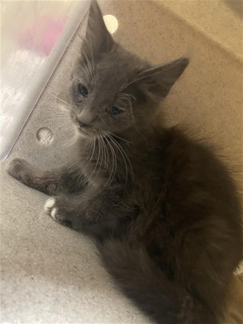 Shelter Stray Unknown Cat last seen FORD RD & BOZEMAN ST, 2127 Front St, Sacramento, CA 95818, USA