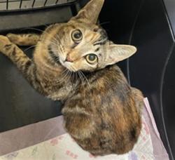 Shelter Stray Female Cat last seen FRONT ST & U ST, 2127 Front St, Sacramento, CA 95818, USA