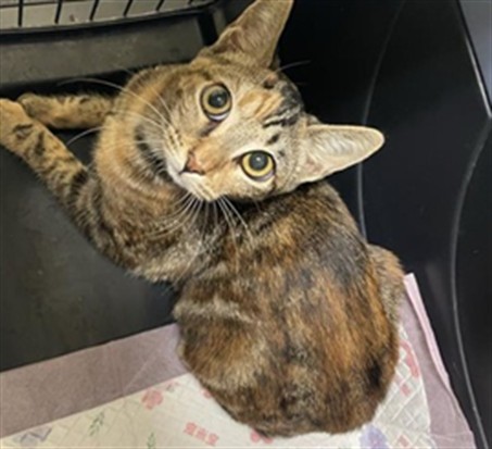 Shelter Stray Female Cat last seen FRONT ST & U ST, 2127 Front St, Sacramento, CA 95818, USA