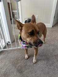 Reunited Female Dog last seen Winding Way San Carlos, San Carlos, CA 94070