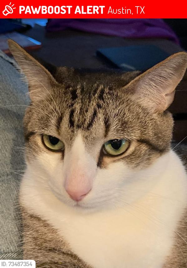 Lost Male Cat last seen between 3M & Riata, Austin, TX 78727