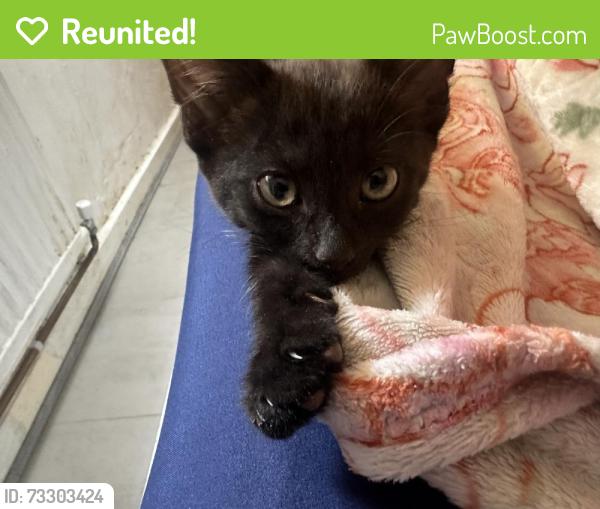 Reunited Male Cat last seen Sadle close, Greater London, England CR4 3EL