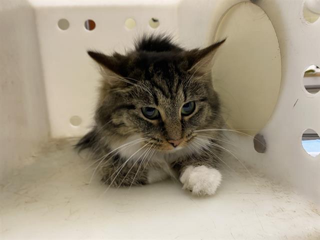 Shelter Stray Female Cat last seen Near BLOCK E LAYTON AVE, 3839 W Burnham St, West Milwaukee, WI 53215, USA