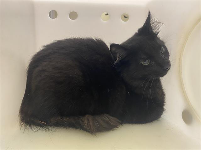 Shelter Stray Male Cat last seen Near BLOCK S 109TH ST, 3839 W Burnham St, West Milwaukee, WI 53215, USA
