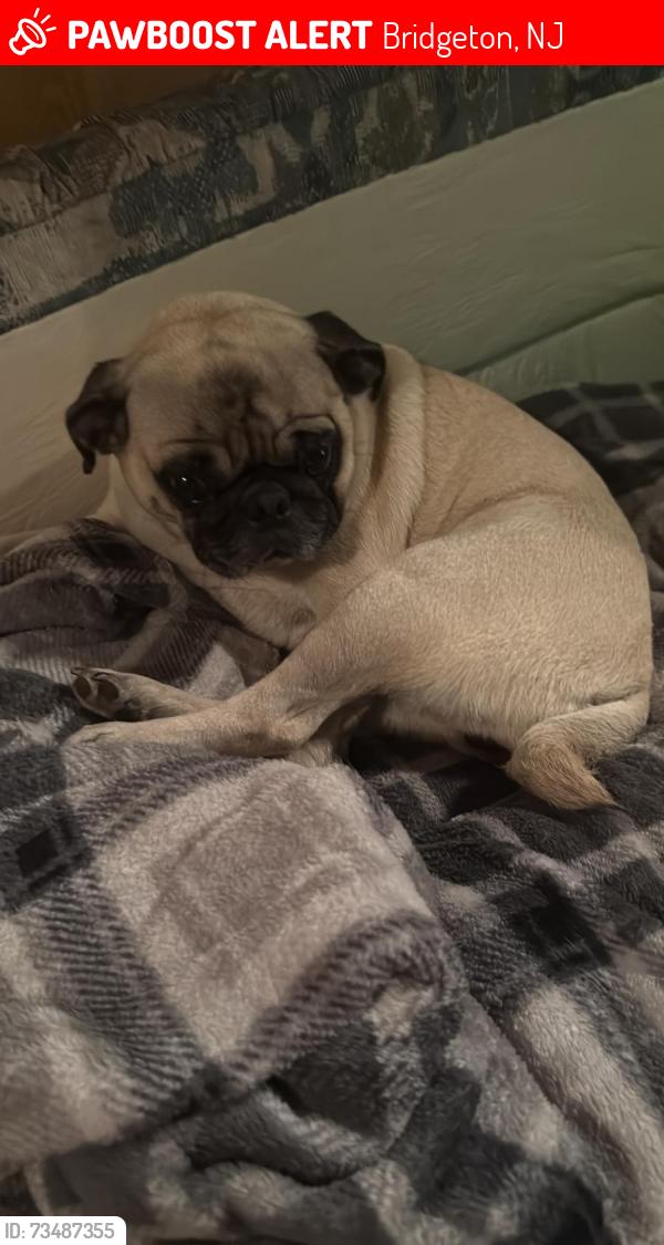 Lost Female Dog last seen Near Water St Bridgeton, NJ 08302 United States, Bridgeton, NJ 08302