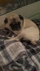 Lost Female Dog last seen Near Water St Bridgeton, NJ 08302 United States, Bridgeton, NJ 08302