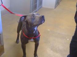 Shelter Stray Male Dog last seen DUDLEY BLVD/ ROSEVILLE RD, 95652, 3839 Bradshaw Rd, Sacramento, CA 95827, USA