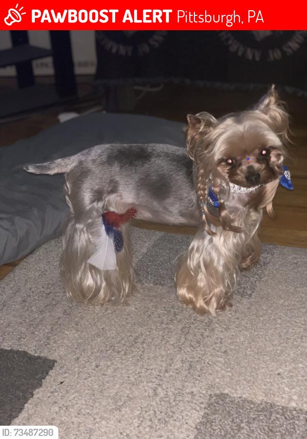 Lost Female Dog last seen Near Beulah Road, Churchill, 15235, Pittsburgh, PA 15235