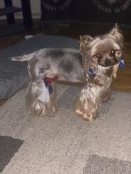 Lost Female Dog last seen Near Beulah Road, Churchill, 15235, Pittsburgh, PA 15235