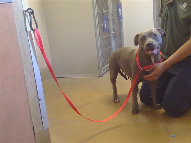 Shelter Stray Female Dog last seen DUDLEY BLVD/ ROSEVILLE RD, 95652, 3839 Bradshaw Rd, Sacramento, CA 95827, USA