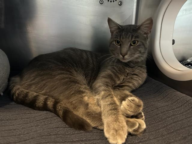 Shelter Stray Male Cat last seen JAMAICA PLAIN, 350 S Huntington Ave, Jamaica Plain, MA 02130, USA