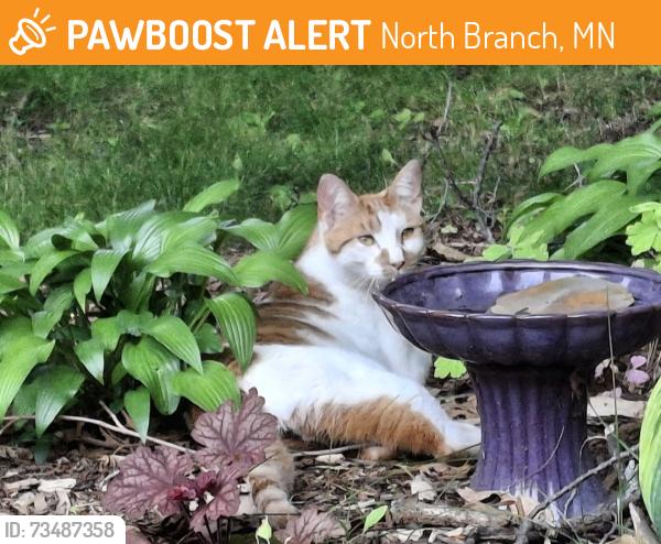 Found/Stray Unknown Cat last seen Cedar & Fourth Ave, North Branch, North Branch, MN 55056