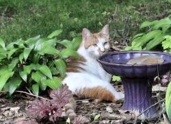 Found/Stray Unknown Cat last seen Cedar & Fourth Ave, North Branch, North Branch, MN 55056