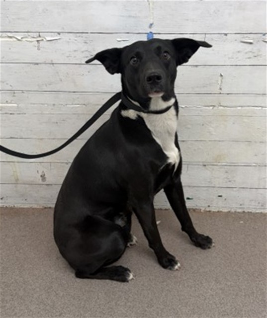 Shelter Stray Male Dog last seen N DATE AVE & E ARBETH ST, RIALTO, CA, 92377, USA, 333 Chandler Pl, San Bernardino, CA 92408, USA