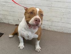 Shelter Stray Female Dog last seen YAAMAVA CASINO IN HIGHLAND, 333 Chandler Pl, San Bernardino, CA 92408, USA