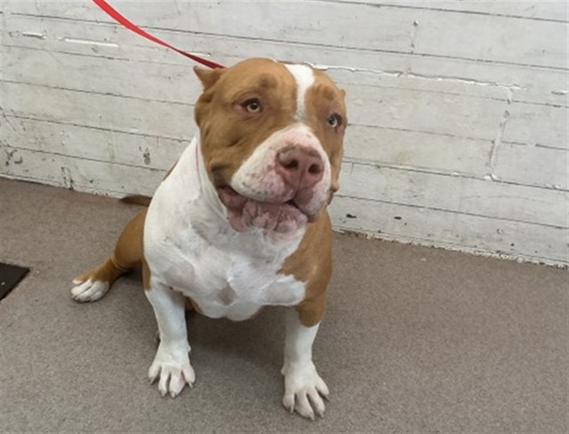 Shelter Stray Female Dog last seen YAAMAVA CASINO IN HIGHLAND, 333 Chandler Pl, San Bernardino, CA 92408, USA