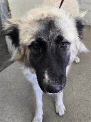 Shelter Stray Female Dog last seen Near BLOCK CITRUS AVE, 333 Chandler Pl, San Bernardino, CA 92408, USA