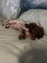 Reunited Male Dog last seen Hilliard High School, Hilliard, FL 32046