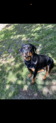 Reunited Female Dog last seen 704C & 807, Johnson County, TX 76031