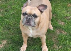 Reunited Female Dog last seen Jackie Dr, San Diego, CA 92119