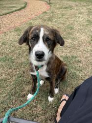 Found/Stray Unknown Dog last seen Harris Creek Rd, Cleveland, TN 37311
