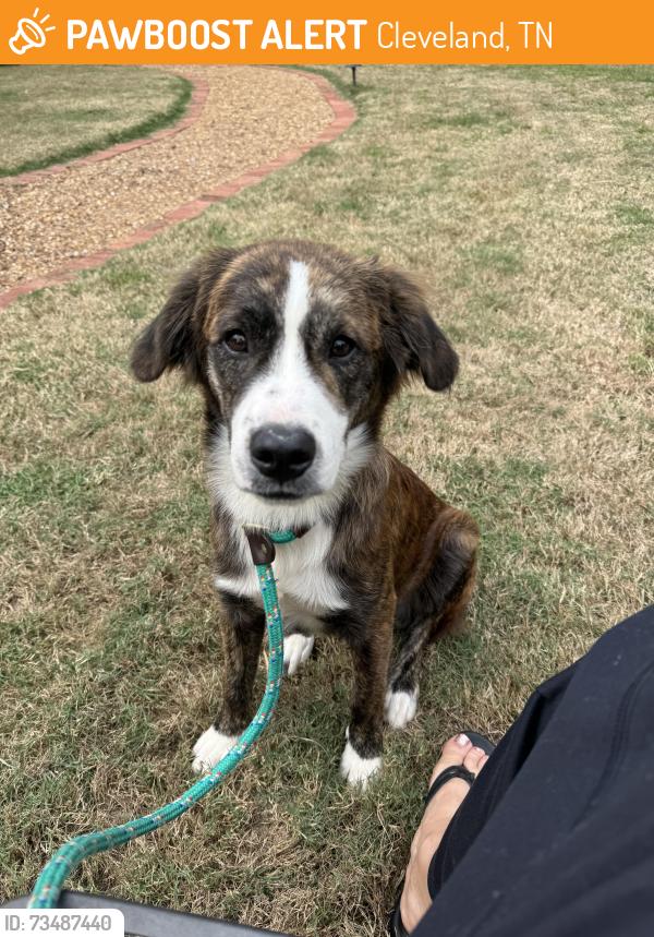 Found/Stray Unknown Dog last seen Harris Creek Rd, Cleveland, TN 37311