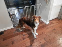 Reunited Male Dog last seen Near 509 Greenwich ln, Modesto, CA 95350