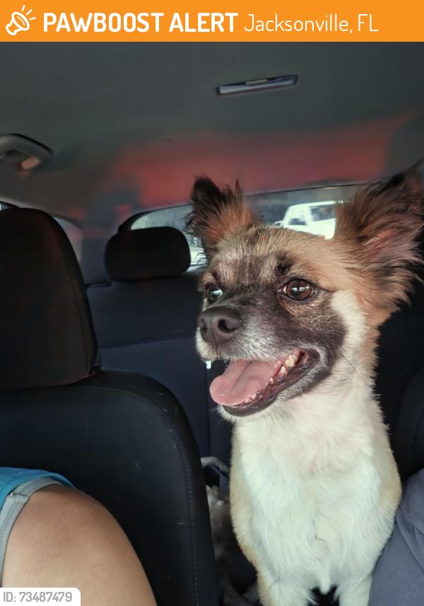 Found/Stray Male Dog last seen Fury, Jacksonville, FL 32244
