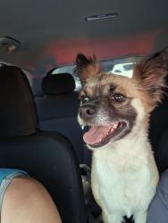 Found/Stray Male Dog last seen Fury, Jacksonville, FL 32244