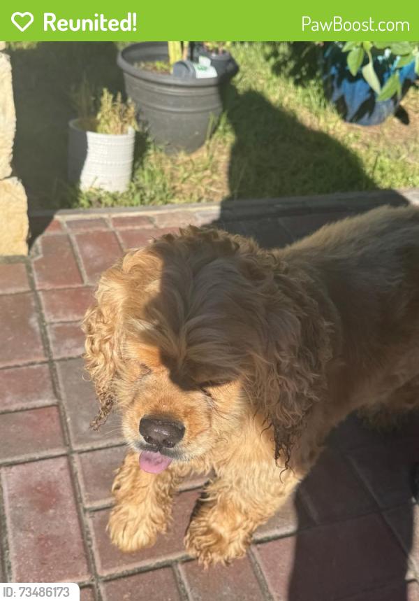 Reunited Unknown Dog last seen Tranquil Shores, Fort Bend County, TX 77407