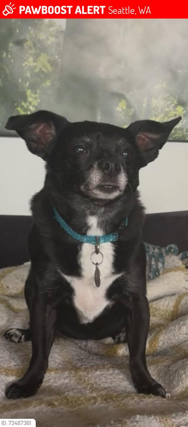 Lost Female Dog last seen 95th and 4th Ave NW, Seattle, WA 98117