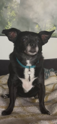 Lost Female Dog last seen 95th and 4th Ave NW, Seattle, WA 98117