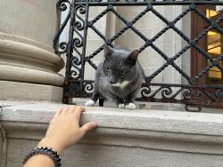 Found/Stray Unknown Cat last seen at the very top of the steps outside the mt pleasant neighborhood library, Washington, DC 20010