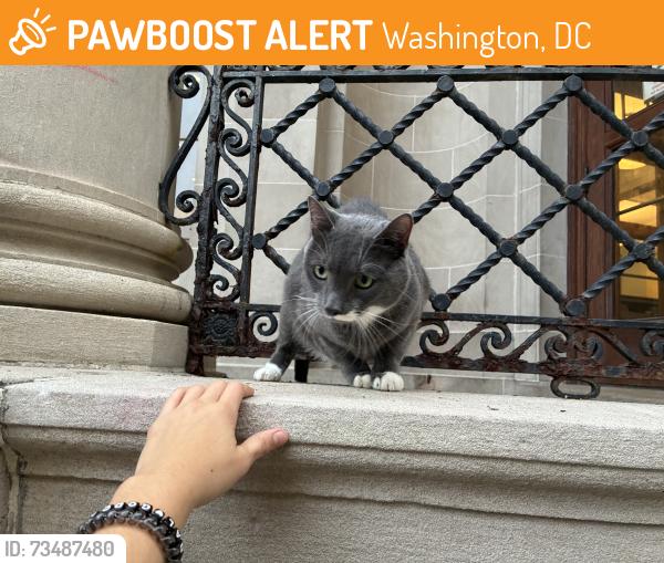 Found/Stray Unknown Cat last seen at the very top of the steps outside the mt pleasant neighborhood library, Washington, DC 20010
