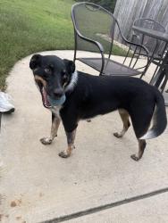 Found/Stray Female Dog last seen Bethel church and North Main St Kerneraville, Kernersville, NC 27284