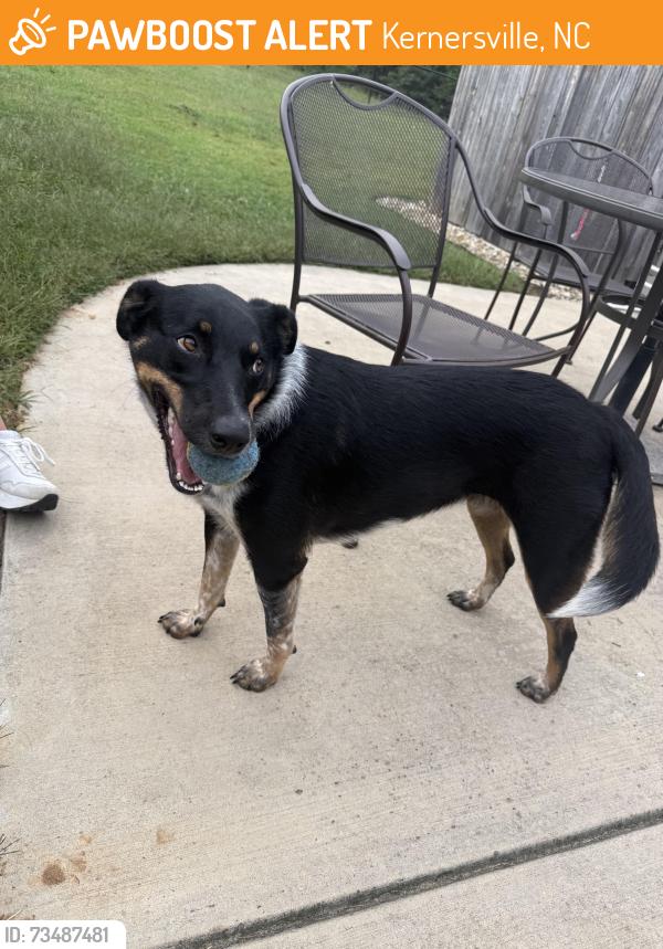 Found/Stray Female Dog last seen Bethel church and North Main St Kerneraville, Kernersville, NC 27284