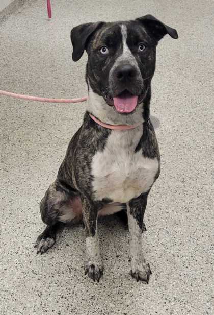 Shelter Stray Male Dog last seen 59th St and Prospect Ave, 64118, MO, 7077 Elmwood Ave, Kansas City, MO 64132, USA