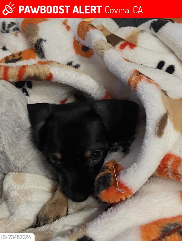 Lost Female Dog last seen Rancho simi dr covina, Covina, CA 91724