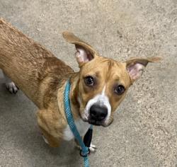 Shelter Stray Male Dog last seen E 28 & Cedar, 3rd District, OH, 9203 Detroit Ave, Cleveland, OH 44102, USA