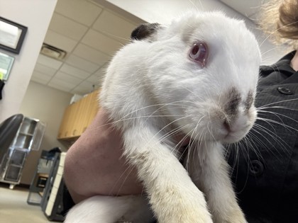 Shelter Stray Male Rabbit last seen Near Alta Vista, 75149, TX, 1650 Gross Rd, Mesquite, TX 75149, USA