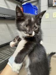 Anderson County P.A.W.S. - Stray Dogs and Cats near Central, SC | PawBoost