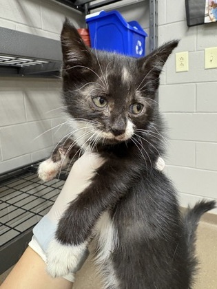 Shelter Stray Female Cat last seen Near Lemans Dr 29626, Anderson County, SC, 1320 US-29, Anderson, SC 29626, USA