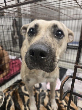 Shelter Stray Female Dog last seen Near forrest park rd, Atlanta, GA, 1251 Fulton Industrial Blvd NW, Atlanta, GA 30336, USA