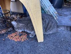 Found/Stray Female Cat last seen Manada Hill, West Hanover Township, PA 17112