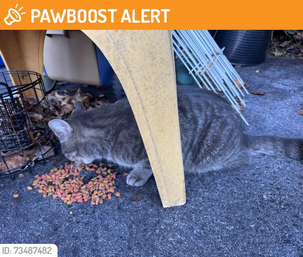 Found/Stray Female Cat last seen Manada Hill, West Hanover Township, PA 17112