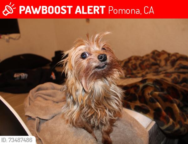 Lost Male Dog last seen Merrywood st and vassar, Pomona, CA 91767
