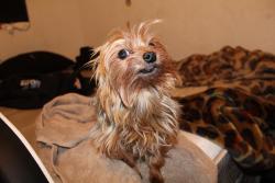 Lost Male Dog last seen Merrywood st and vassar, Pomona, CA 91767