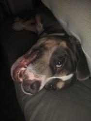 Lost Male Dog last seen Porterfield ct, Stockton, CA 95207